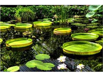 英國這些美麗的植物園，你去過幾個